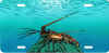 florida rock lobster license tag