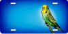 parakeet on blue car tag